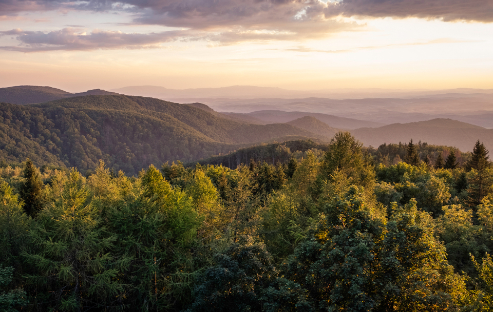 Fehér Sas Panzió és Étterem - Nagyvisnyó