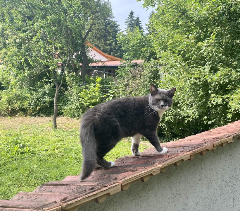 Fonfa Liget - Sénye