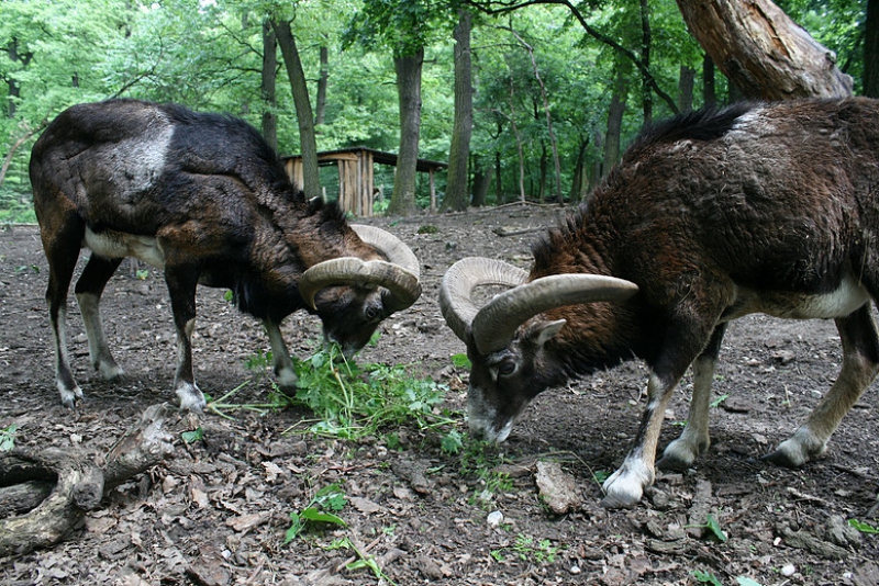 Malomerdő Panzió - Pusztavám