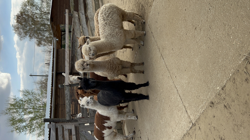 Napfény Alpaka Farm - Pap