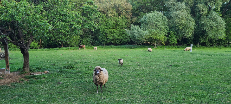 Ötbárány Vendégház - Bezeréd